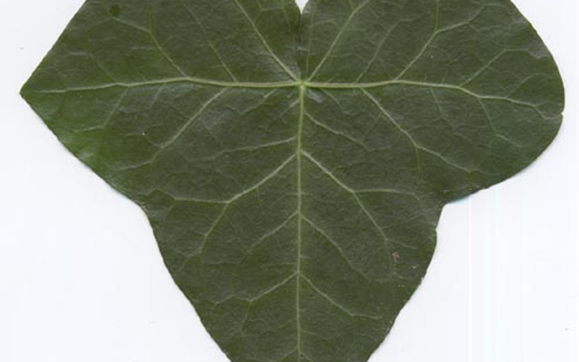 Efeublatt