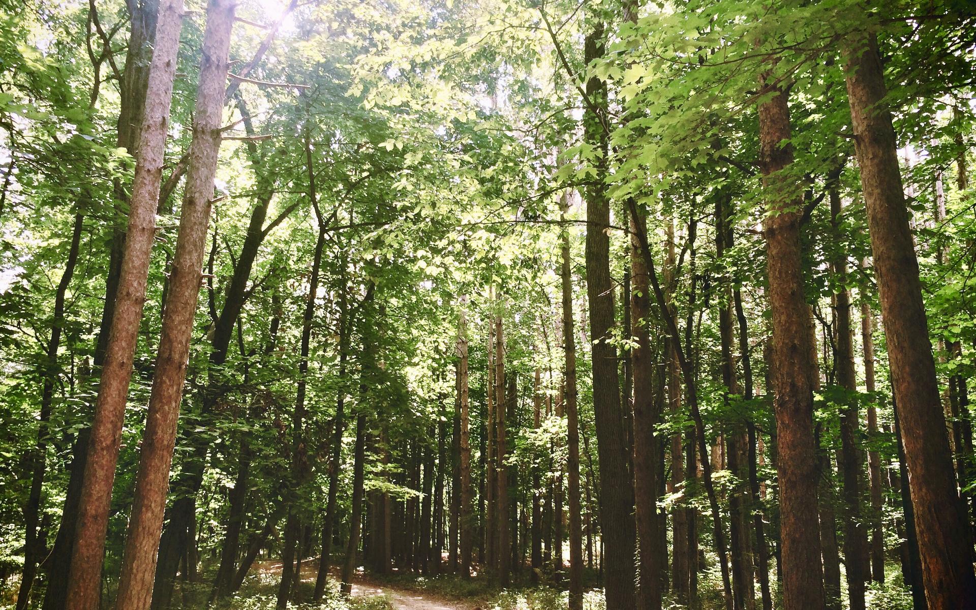 Spaziergang im Wald