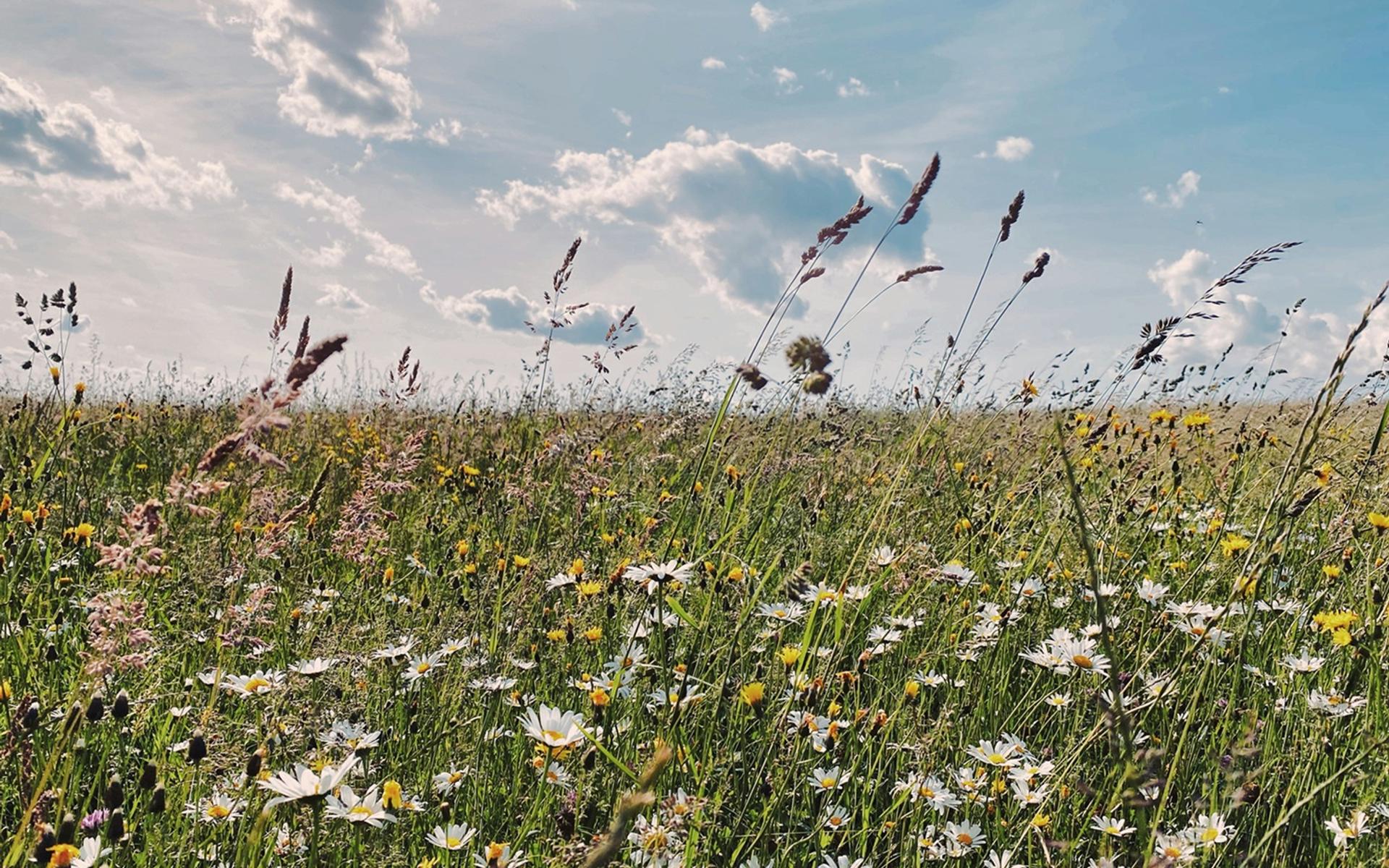 Eine schöne Blumenwiese