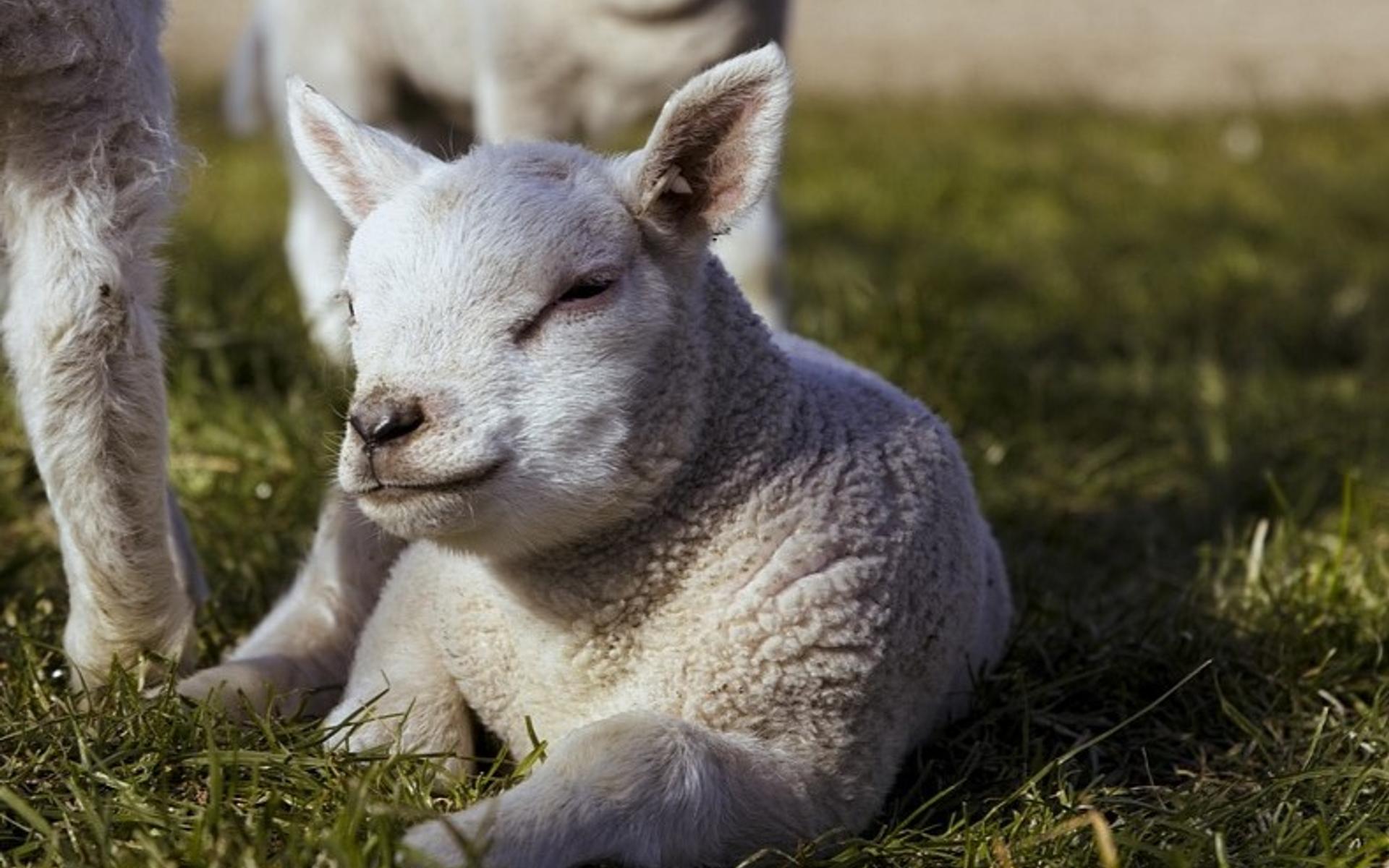 Ein junges Schaf