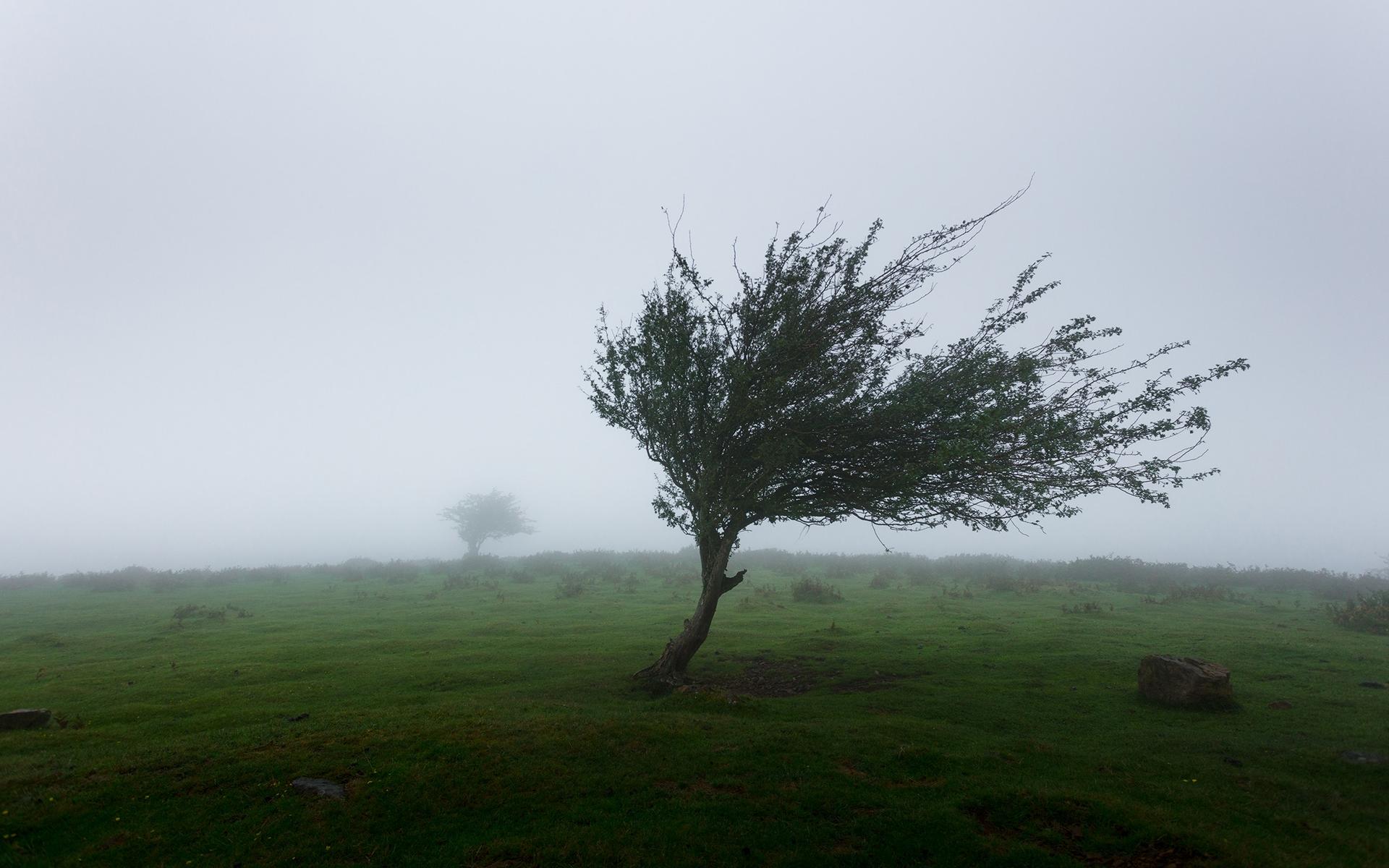 Baum im Sturm