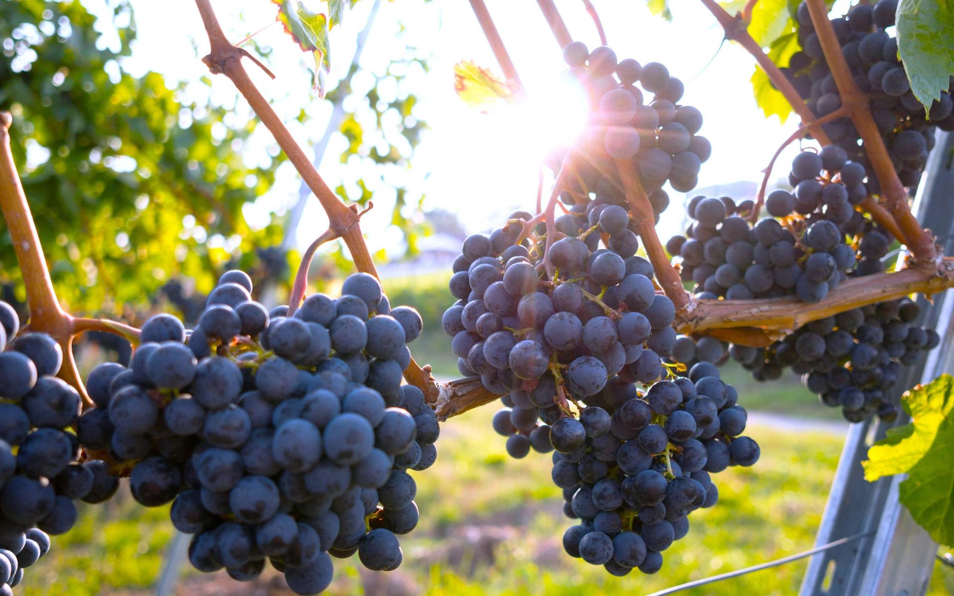 weinrebe