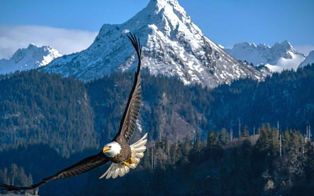 adler