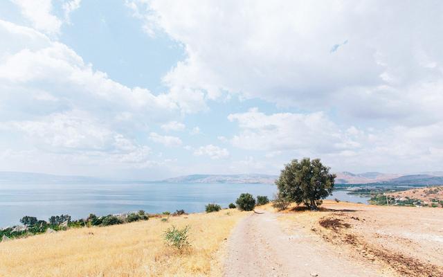 Grüne Bäume in Israel