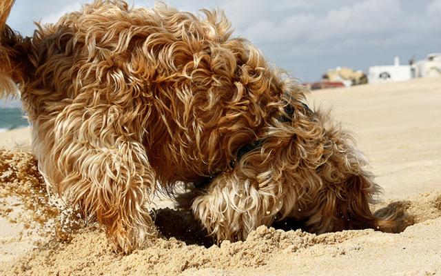 Hund buddelt