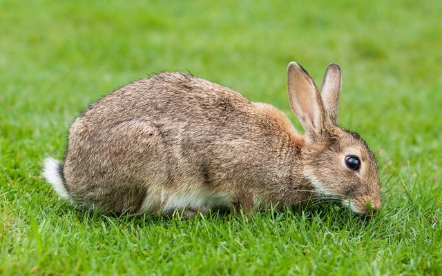Hase