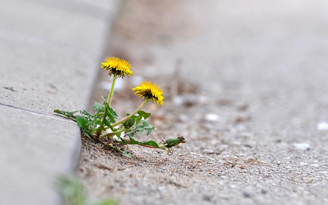 Löwenzahn auf Strasse