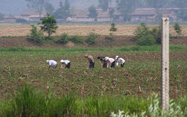 Nordkoreaner auf dem Feld