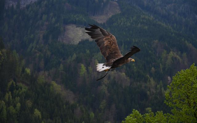 Adler