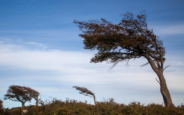 Baum im Wind
