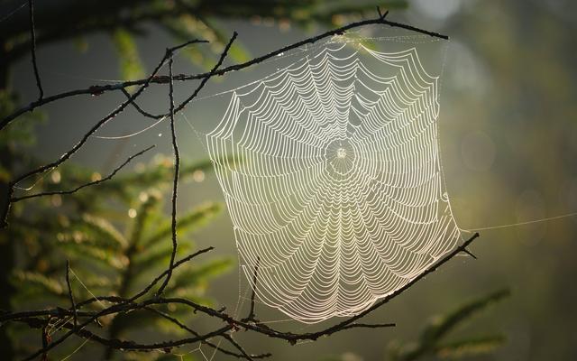 Spinnennetz