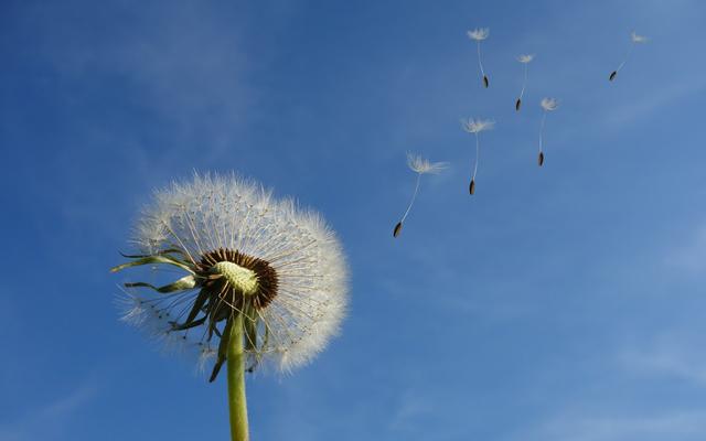 Schirmchenflieger Pusteblume