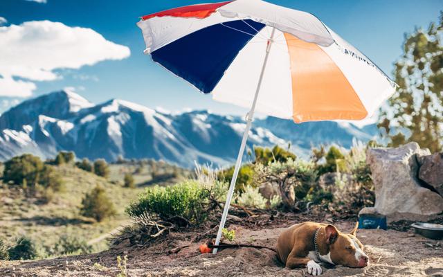 Hund schläft in der Sonne
