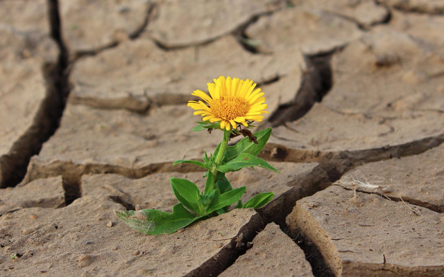 Blume in der Dürre (Bild: pixabay)