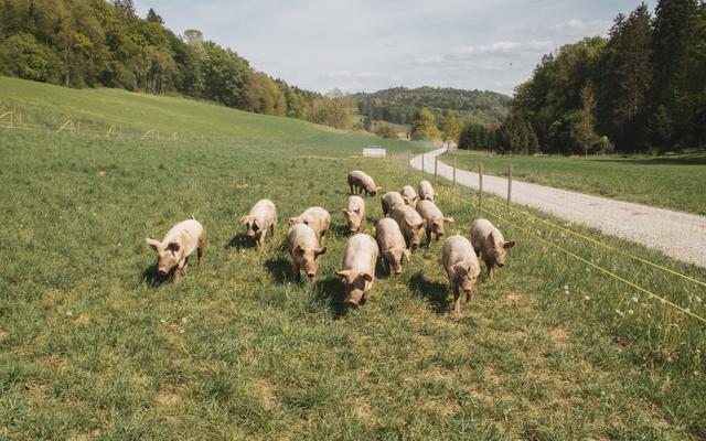 Eine Schweineherde