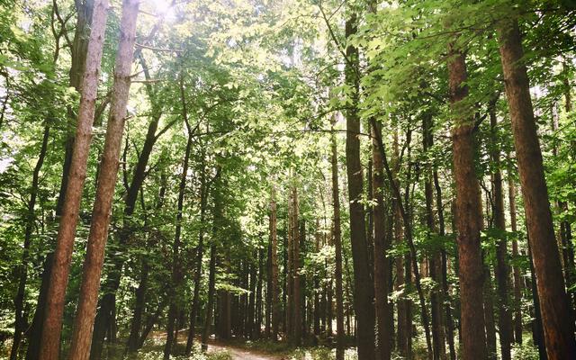 Spaziergang im Wald