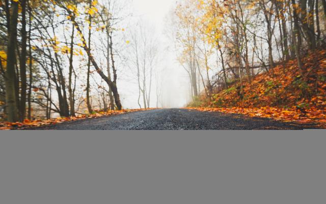 Ein Blatt liegt auf einer Strasse
