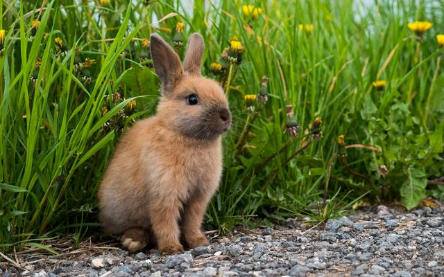 Der Osterhase hat eigentlich nicht viel mit Ostern zu tun.
