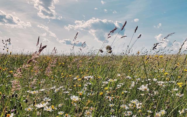 Eine schöne Blumenwiese