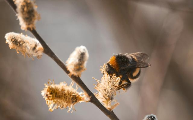 Die Hummel kann rein theoretisch nur durch ein Wunder fliegen.