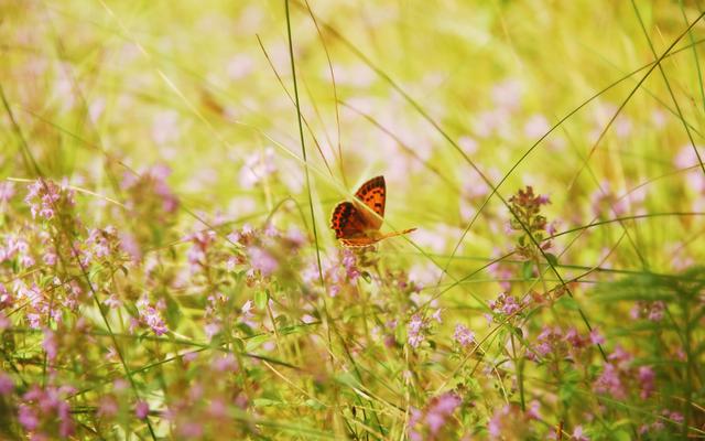 Ein Schmetterling in der Natur