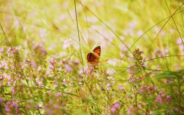 Ein Schmetterling in der Natur