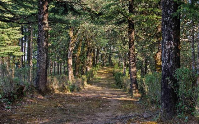 Waldweg
