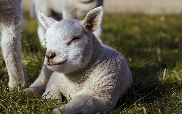 Ein junges Schaf