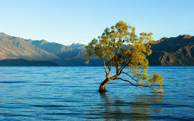 Baum in einem See