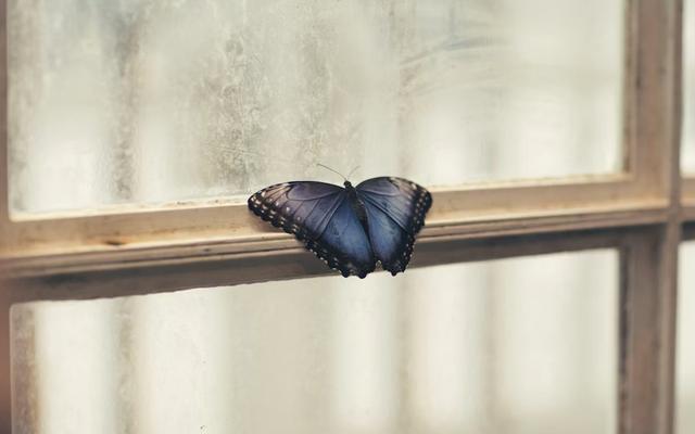 Schmetterling eingesperrt im Haus