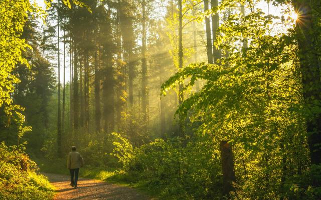 Die Sonne strahlt durch den Wald