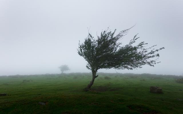 Baum im Sturm