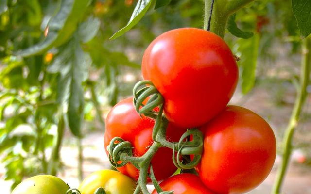 rote-und-gruene-tomatenfrucht