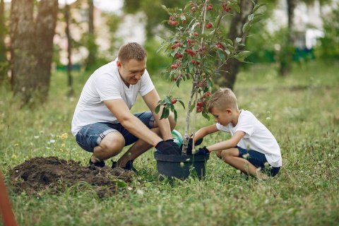 Einen Apfelbaum pflanzen