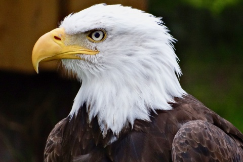 Weisskopfseeadler