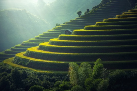 Eine Reisplantage in Thailand