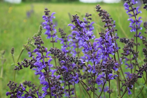 Wiesensalbei