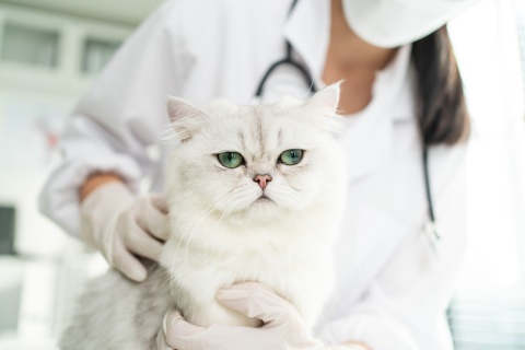 Eine mürrische Katze beim Tierarzt