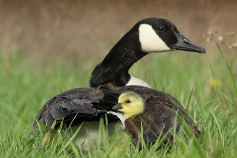 Wie die Gans mit dem Kücken - Gott nimmt uns unter seine Fittiche!