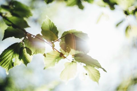 In der Zwischenzeit im Frühling spriesst Neues.