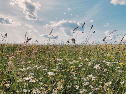 Eine schöne Blumenwiese