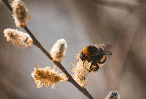 Die Hummel kann rein theoretisch nur durch ein Wunder fliegen.