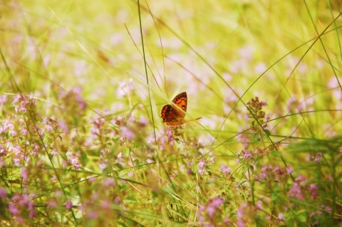 Ein Schmetterling in der Natur
