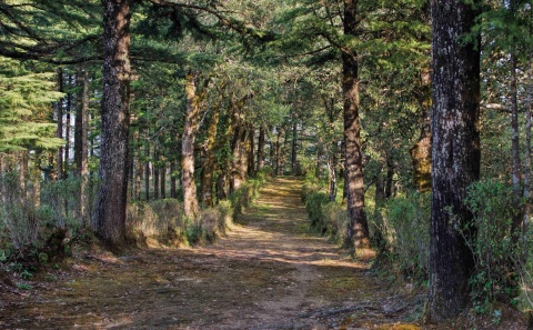 Waldweg