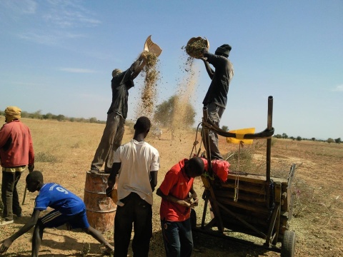 Die Soninke sind sesshafte Bauern in Westafrika