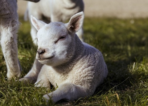 Ein junges Schaf