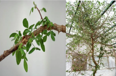 Aus dem Tsori-Samen ist ein grosser Baum gewachsen