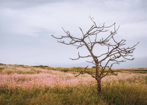 Kahler Baum inmitten eines blühenden Feldes