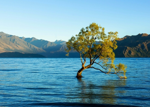 Baum in einem See 