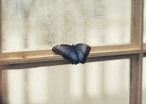 Schmetterling eingesperrt im Haus